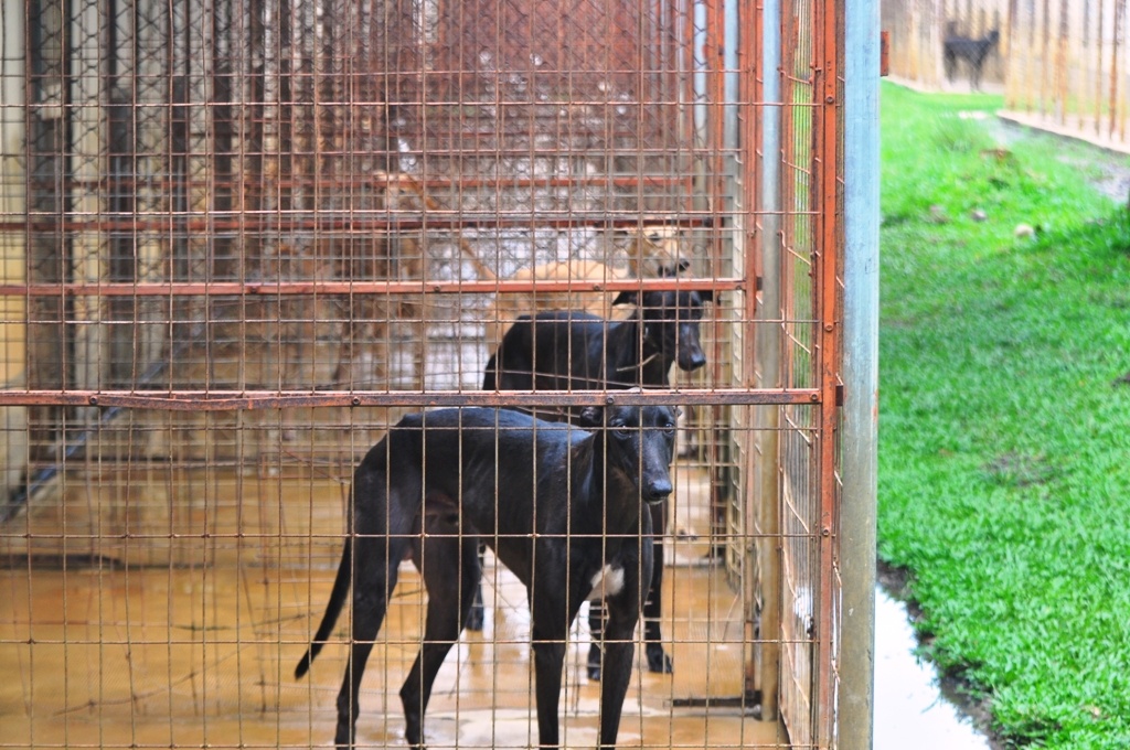 Vui, buon doi cho dua hinh anh