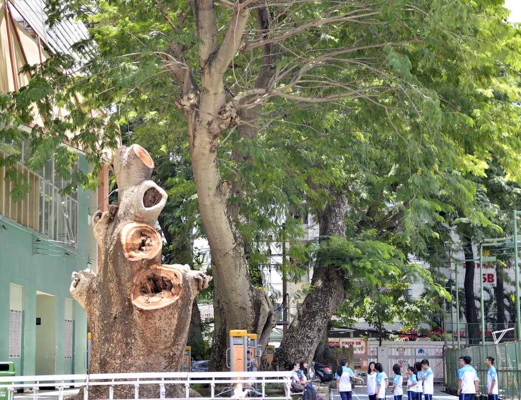 Bên trong khuôn viên nhà thi đấu Phan Đình Phùng có nhiều cổ thụ to, lâu năm. Một trong số đó đã được chặt đốn nhằm tránh gãy, đổ vào bên trong nhà thi đấu.