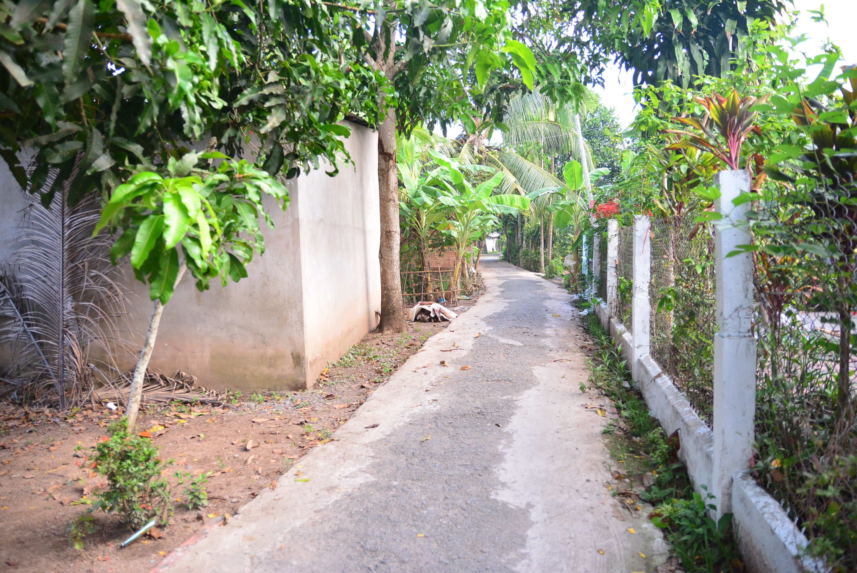 Lối nhỏ vào nhà Ánh Viên mới được bê tông hóa vài năm gần đây. Trước đây nó chỉ toàn đường đất, do gần rạch nên có rất nhiều cầu khỉ. Do đường nhỏ và hẹp nên bố Ánh Viên cấm cô đi xe máy.