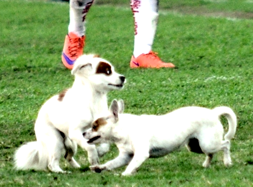 Tran dau giai U19 quoc gia gian doan vi 'khan gia dac biet' hinh anh