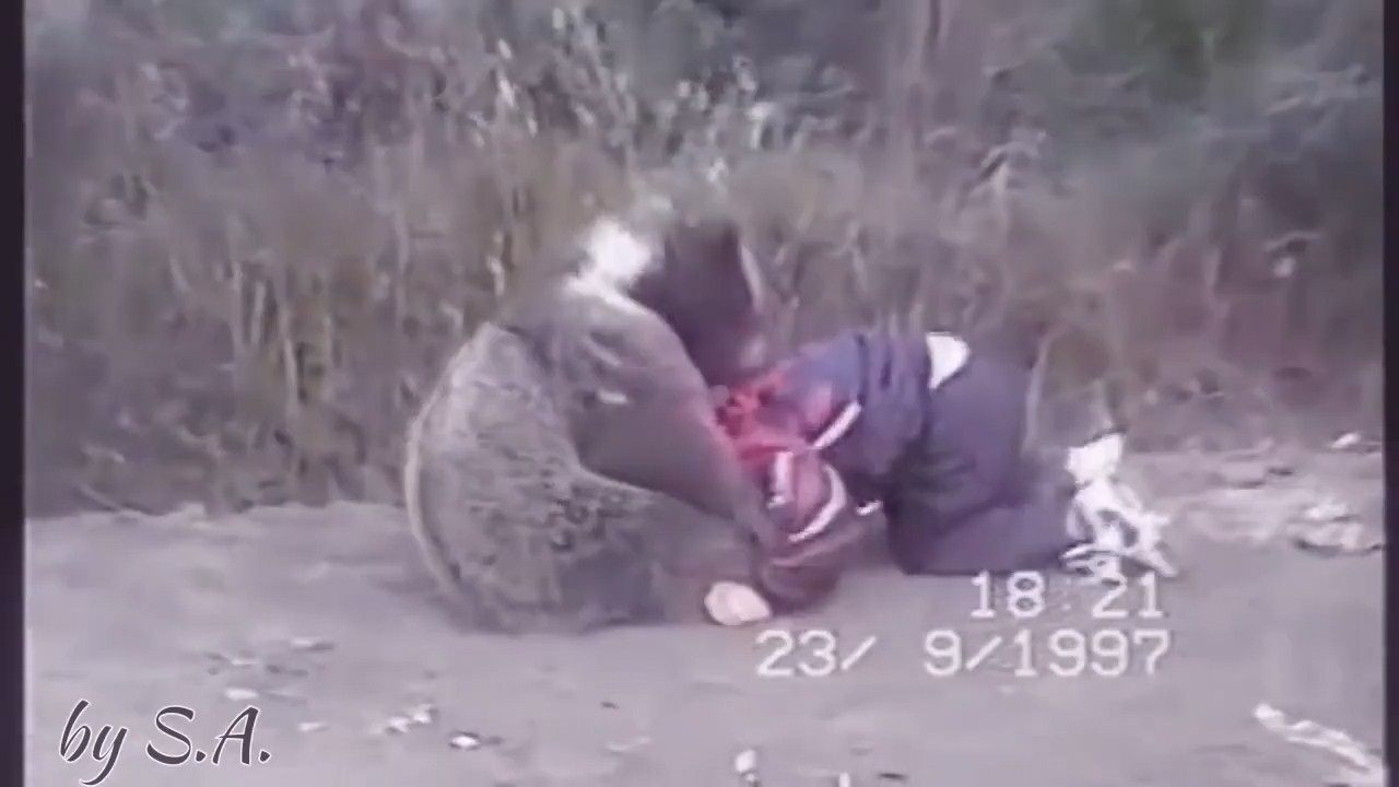 Vo si UFC tap vat voi gau khi len 9 hinh anh