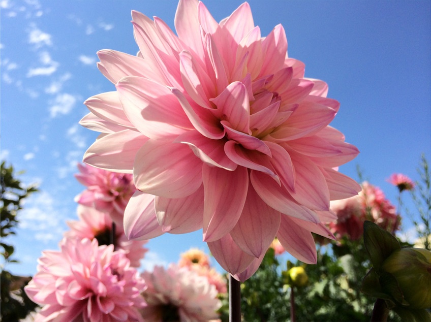 Nhung hinh anh dau tien chup tu camera iPhone 5S hinh anh