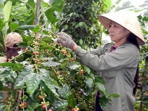 Hoat dong ban thao tai VN day gia ca phe di xuong hinh anh