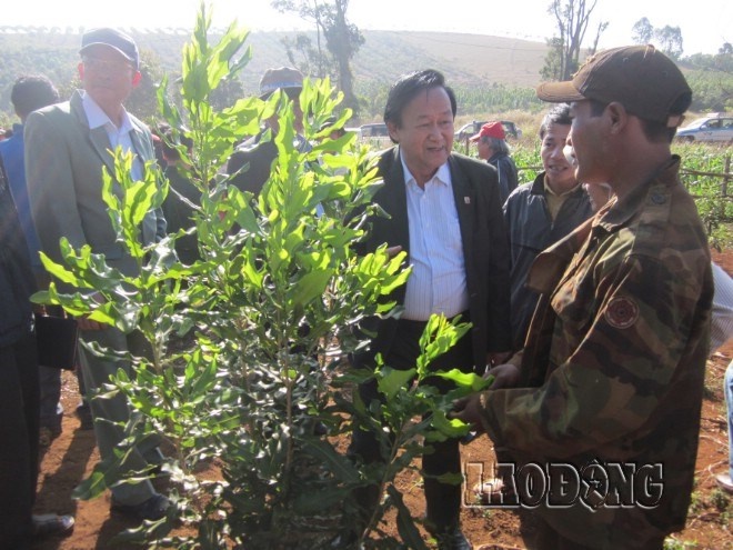 Cay 'ty do' o Tay Nguyen sap thanh hien thuc? hinh anh