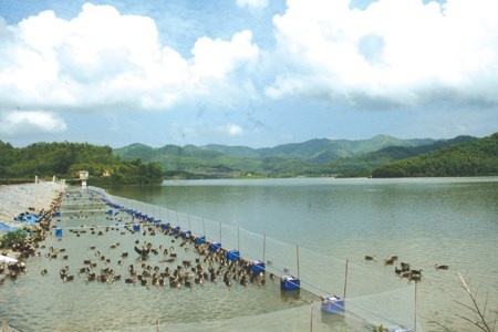 Anh nong dan ngheo mo thanh 'ty phu' nho vit troi hinh anh