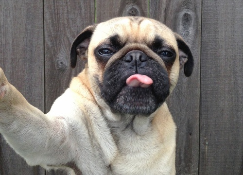 12 chieu chup anh selfie ban nen hoc hoi tu thu cung hinh anh