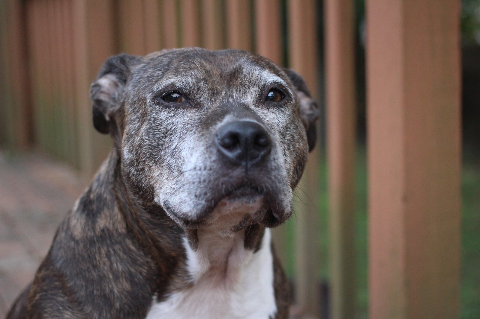 so anh iPhone 7 Plus voi DSLR anh 8