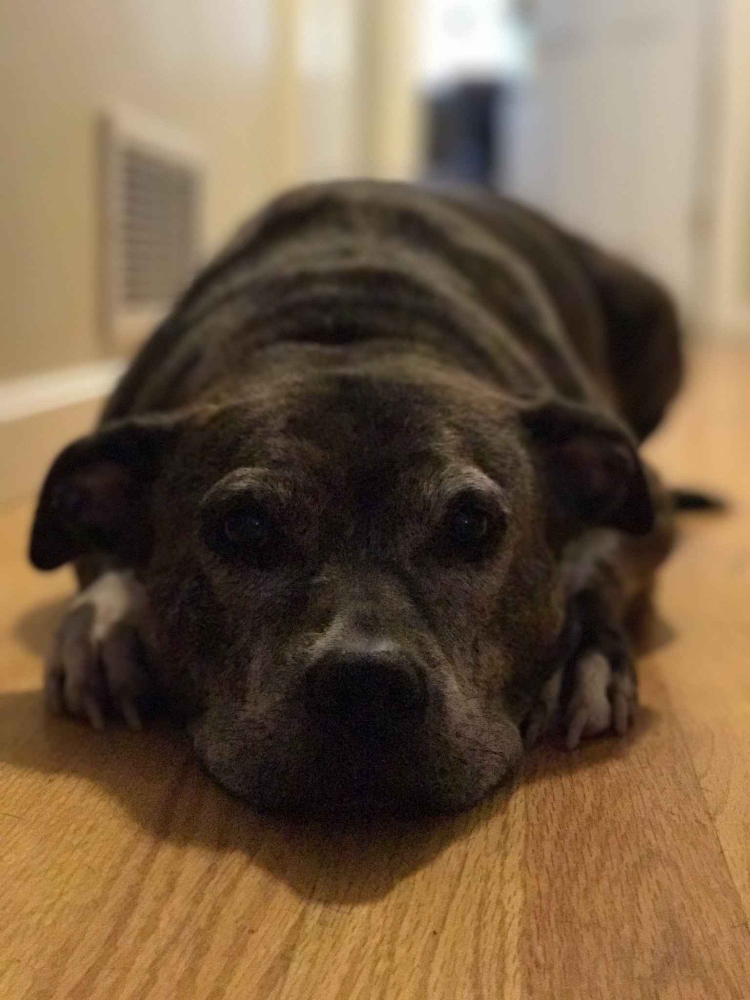 so anh iPhone 7 Plus voi DSLR anh 9