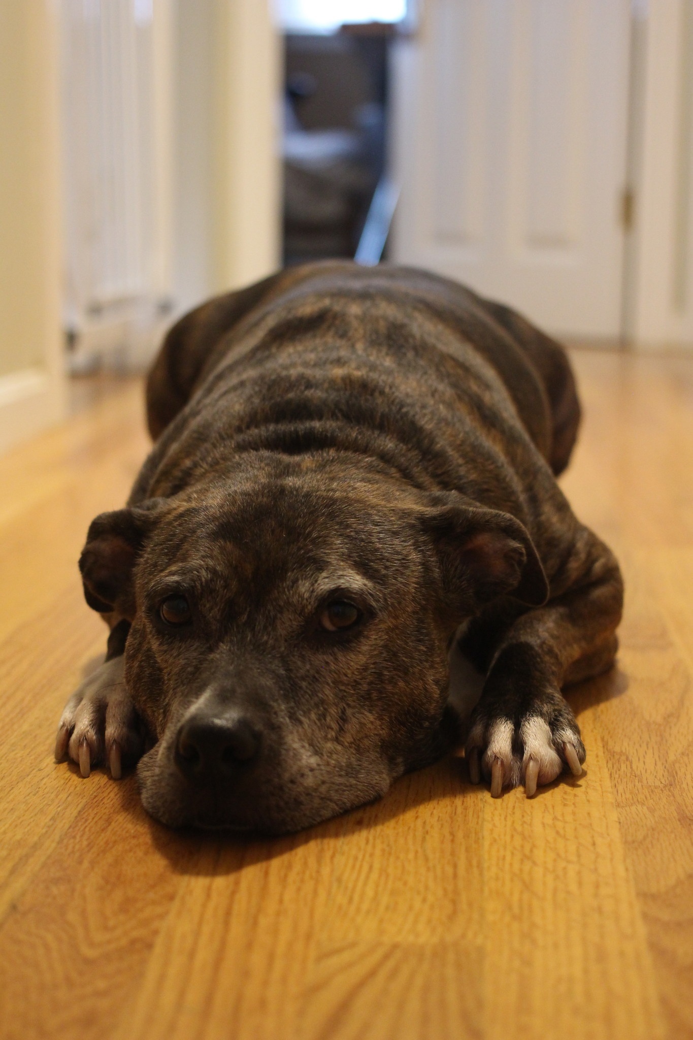 so anh iPhone 7 Plus voi DSLR anh 10