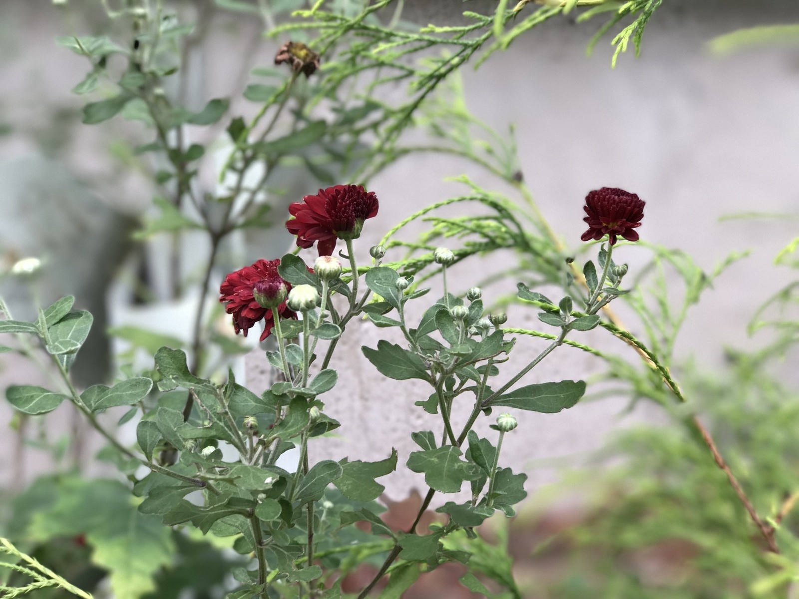 so anh iPhone 7 Plus voi DSLR anh 15