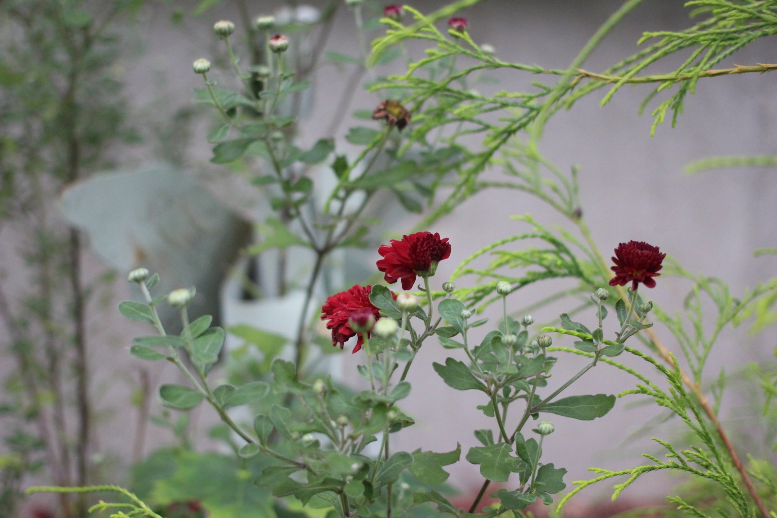 so anh iPhone 7 Plus voi DSLR anh 16