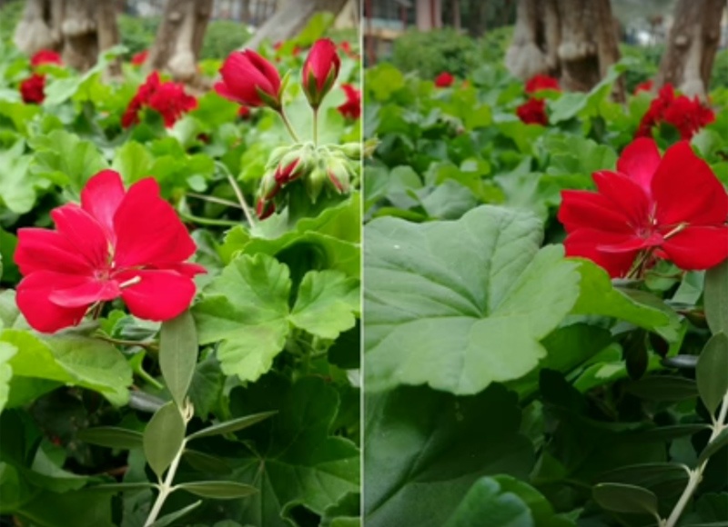 So sanh nhanh anh chup tu iPhone X va Galaxy Note 8 hinh anh