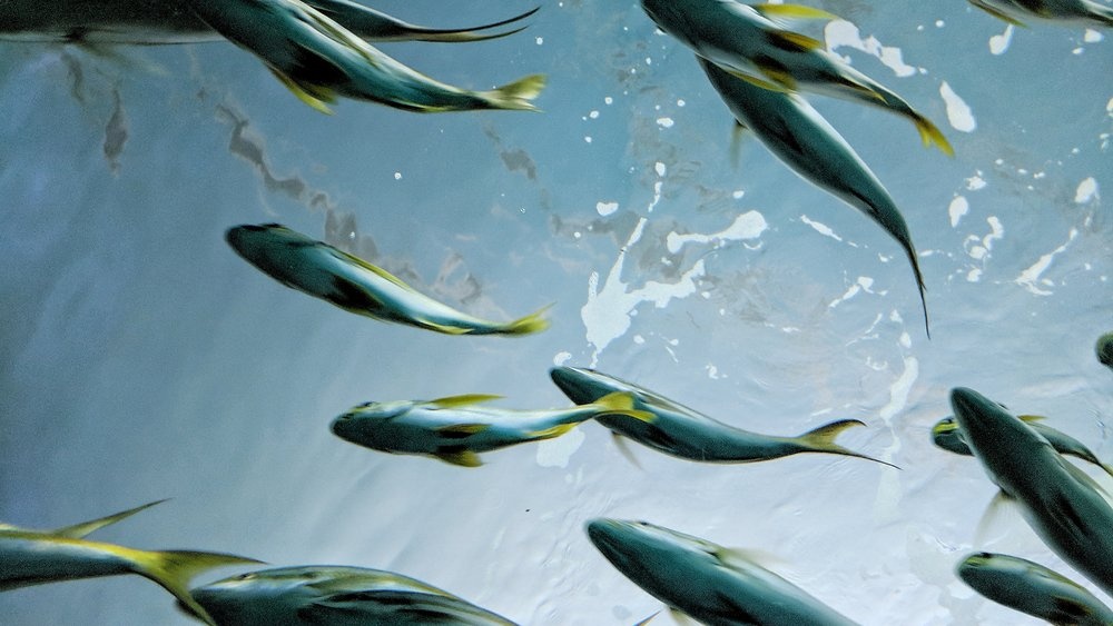 Google Pixel 2 ra mat anh 16