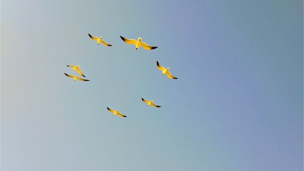 Google Pixel 2 ra mat anh 7