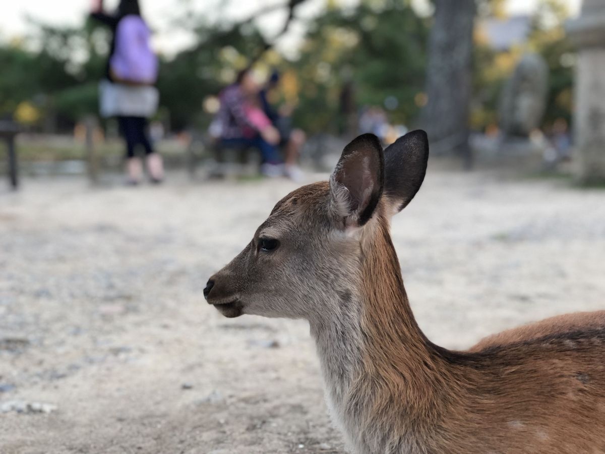 iPhone 8 Plus tot hon may anh anh 12