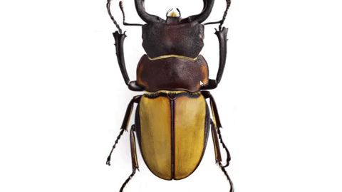 Camera chup anh 400 megapixel, file nang 2,4 GB hinh anh