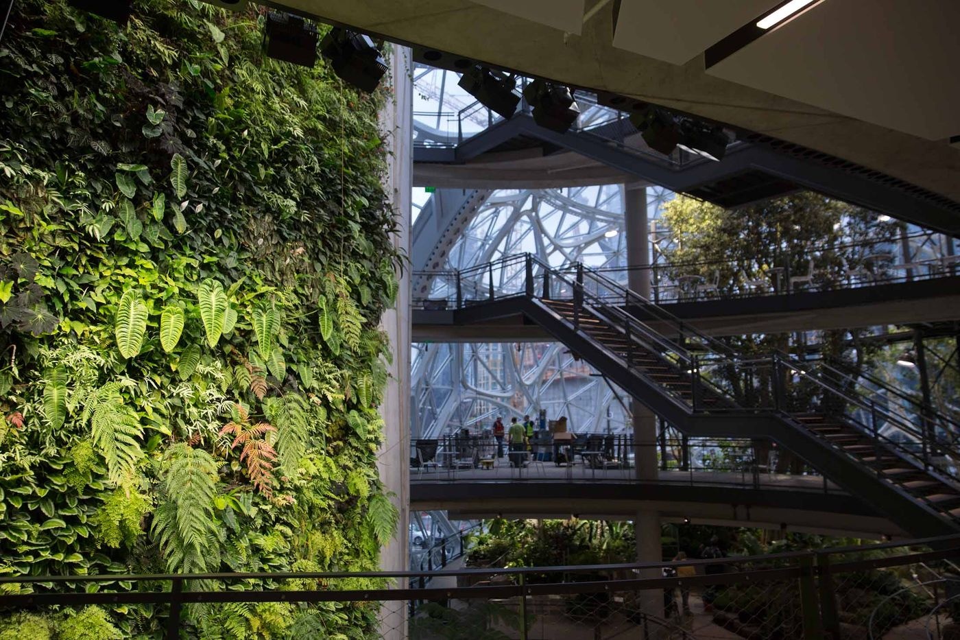 van phong lam viec nhu khu rung cua Jeff Bezos anh 11