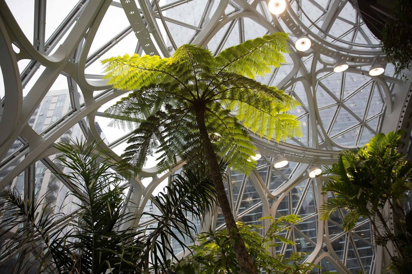 van phong lam viec nhu khu rung cua Jeff Bezos anh 12