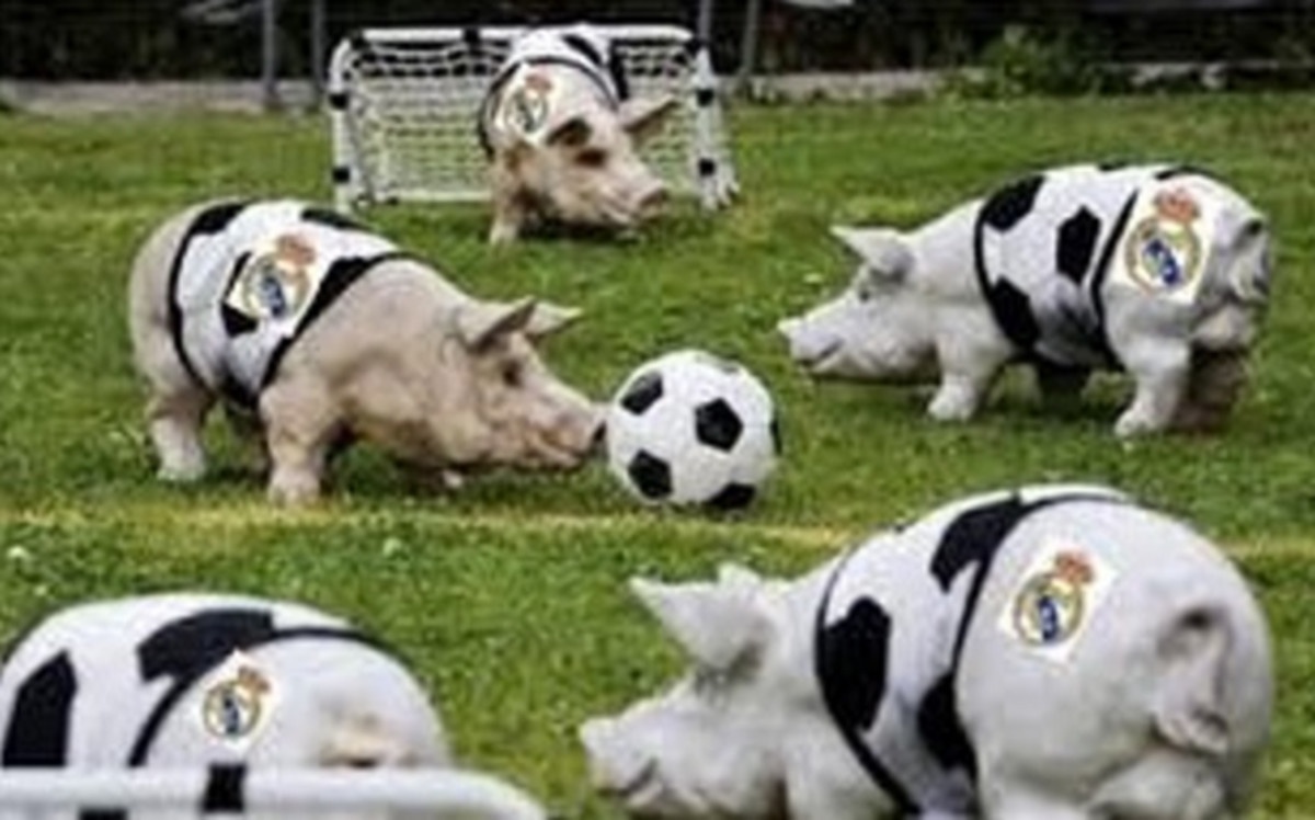 Stoichkov so sánh cầu thủ Real Madrid với heo ảnh 1 Stoichkov so sanh cau thu Real Madrid voi heo anh 1