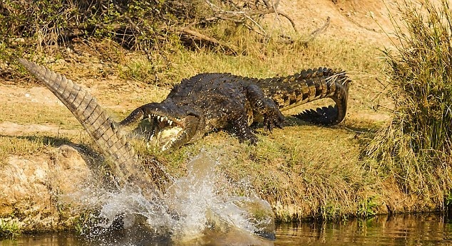 Tham kich ca sau giet cau thu bong da hinh anh