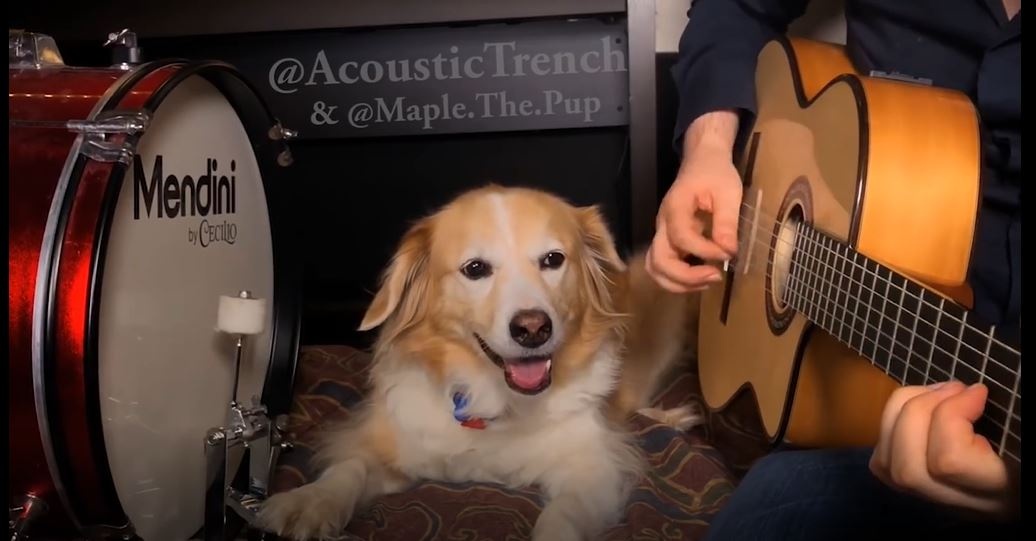 Cho danh trong chuyen nghiep khi chu dem dan hinh anh