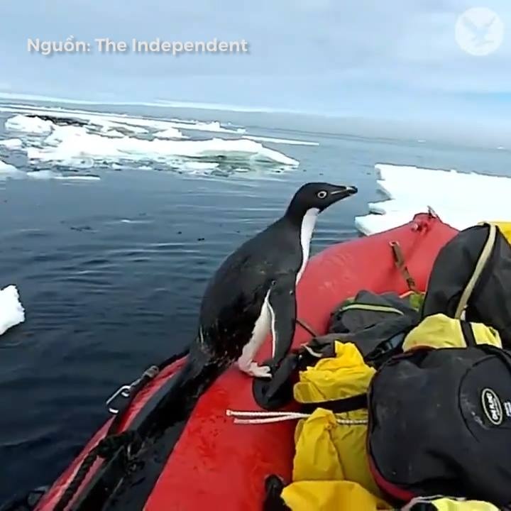 Chim canh cut hau an hinh anh