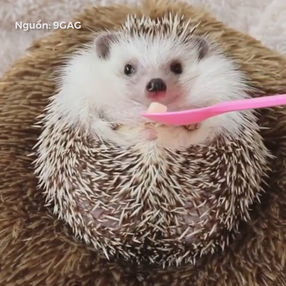 'Qua bong' nhim xu long xau tinh hinh anh