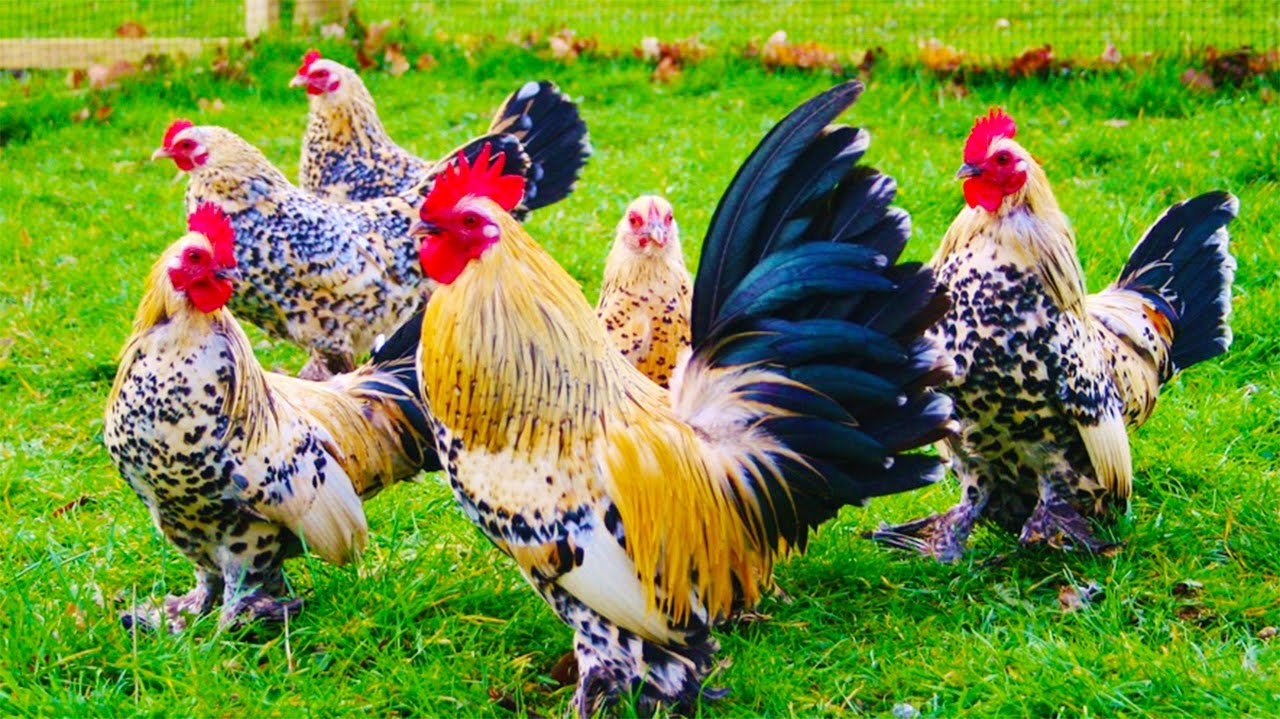 Ngay loai ga noi day chong lai con nguoi hinh anh