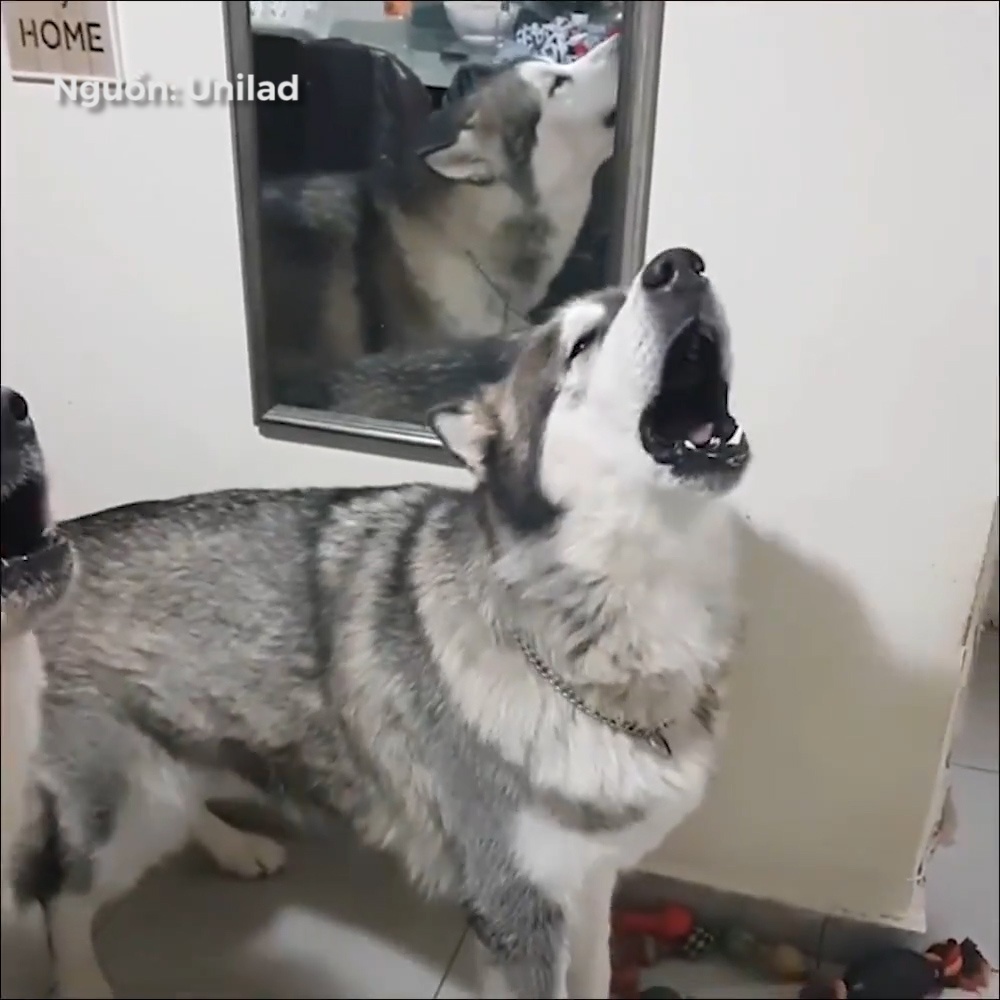 Cho gay o o lay loi hinh anh