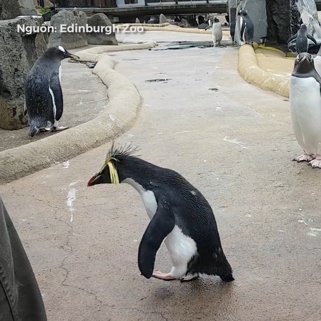 Ai cung co mot dua ban bi tang dong hinh anh