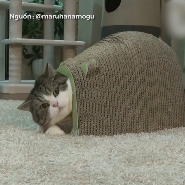 Con boss xau tinh nhat the gioi hinh anh