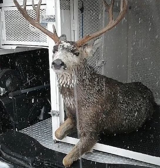 Cam dong nhan vien cuu hoa My lieu minh cuu chu huou giua song bang hinh anh