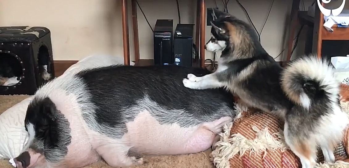 Cho va heo la doi ban than hinh anh