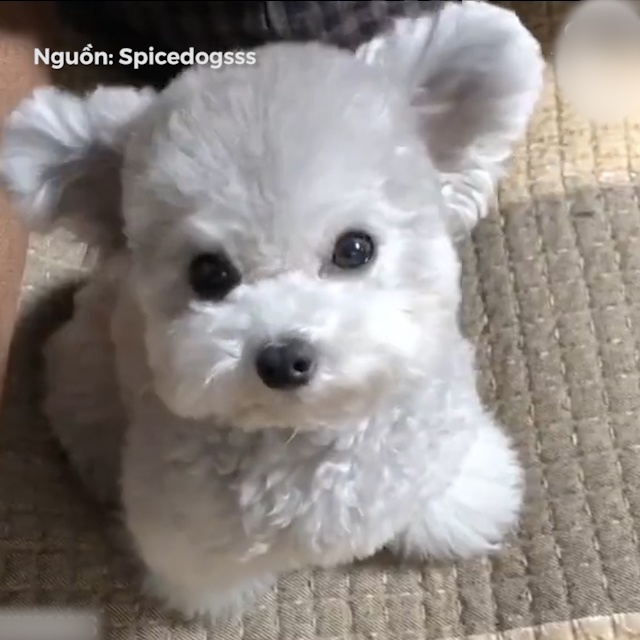 Cuc bong dang ghet nhat the gioi hinh anh