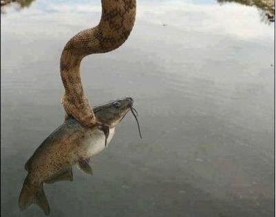 Anh la trong tuan hinh anh