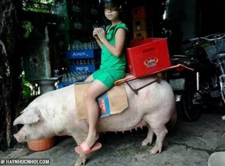 Anh vui: Chon nguoi hay chon lon hinh anh