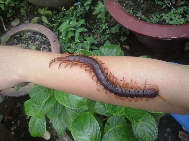 Anh vui: Thu cung cua em hinh anh