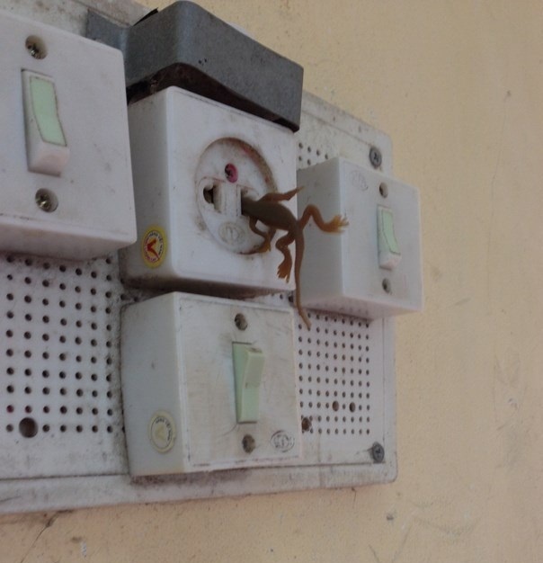 Anh vui: Vu tu sat kinh hoang hinh anh