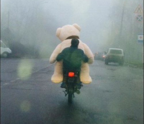 Anh vui: Cho gau di choi hinh anh