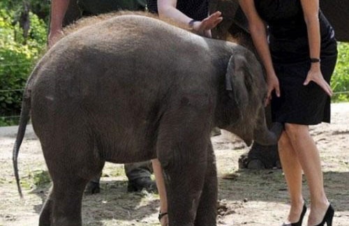 Anh vui: Chu voi tinh nghich hinh anh