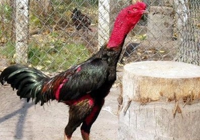 Chú gà Lác - thần gà may mắn của Klao