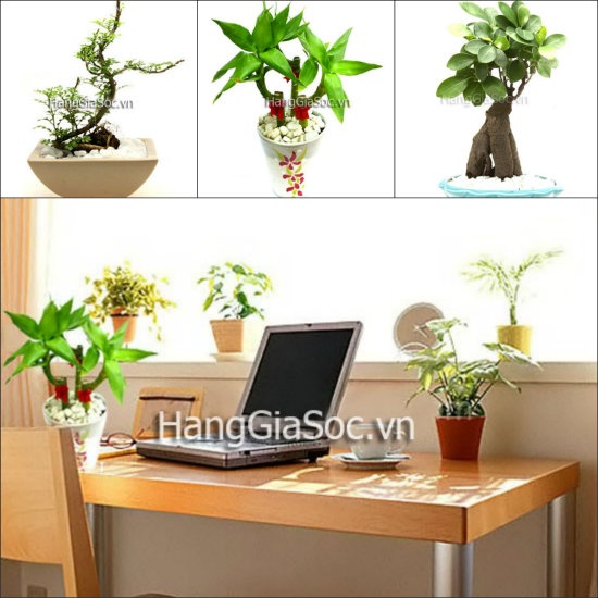 Tặng cho mẹ những chậu cây nhỏ xinh để ngoài ban công hoặc trong nhà để mẹ có thể chăm sóc và ngắm nghía chúng thường xuyên cũng là một ý tưởng rất hay. Giá bán chỉ từ 75.000 đồng.