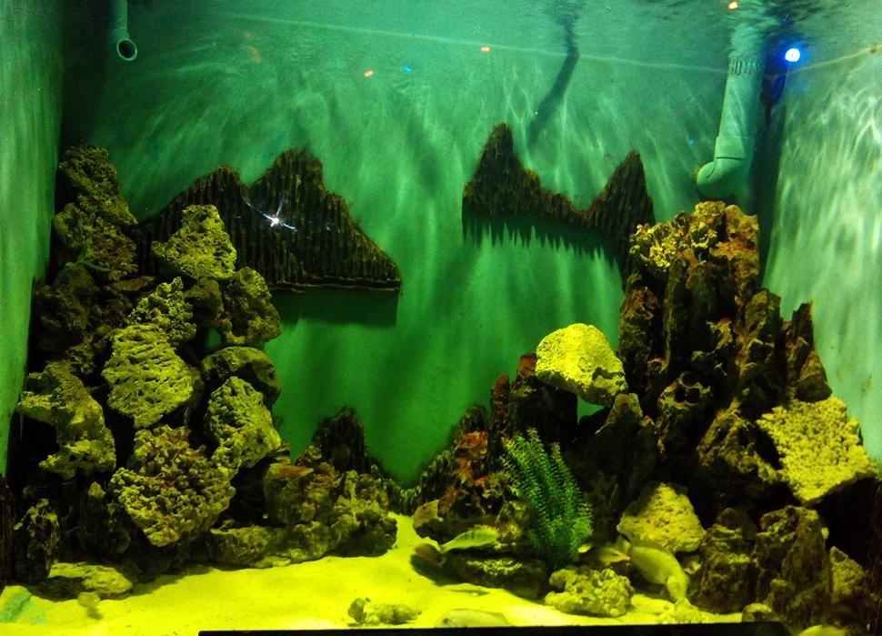 Anh chup tuyet dep tu smartphone gia re hinh anh