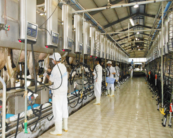 Trang trai bo sua dau tien dat chung nhan ISO 9001:2008 hinh anh