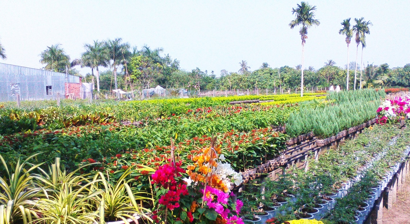 Hoa Tet Sa Dec khoe sac qua ong kinh Touch Lai 504Q hinh anh