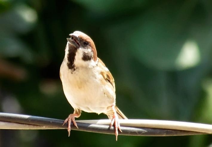 Chup hinh bang smartphone hay may anh: Thuc dung hay tinh te hinh anh