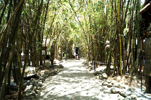 Các lối đi xuống hồ câu Làng Tre được phủ xanh bởi những hàng tre trồng từ 7 năm nay.