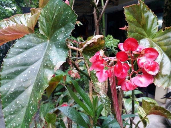 Màu sắc, chi tiết chụp được RACER AIR GOLD thể hiện với độ chân thật cao.