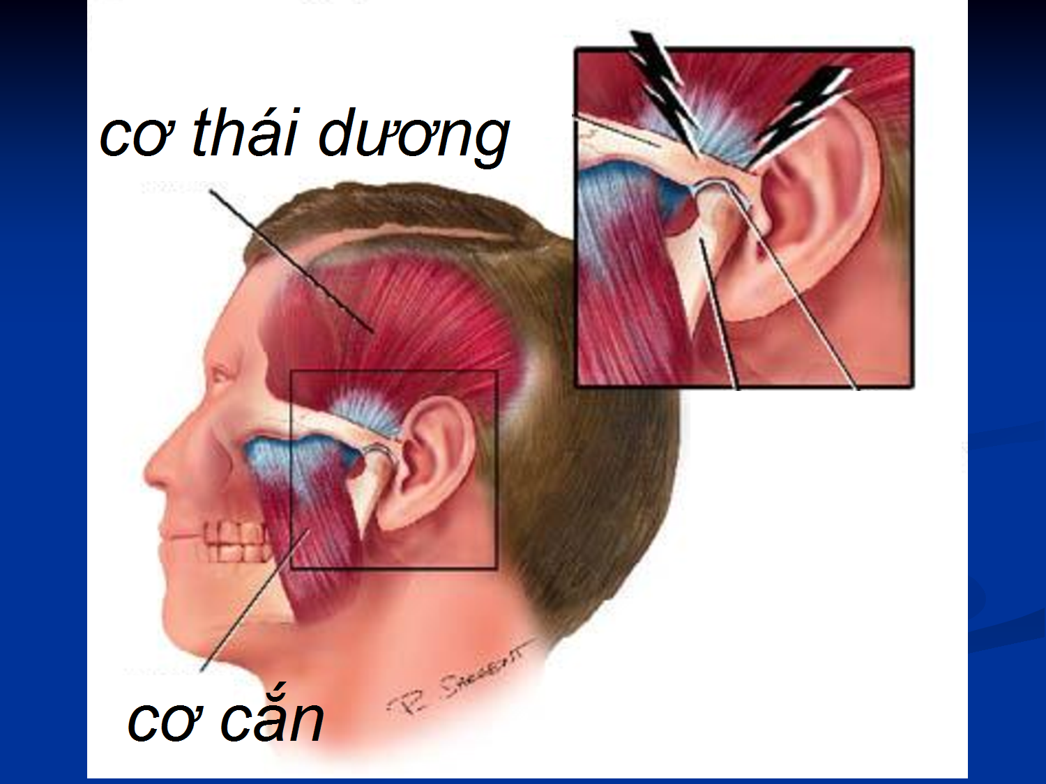 Khớp thái dương hàm và các cơ nhai chủ yếu.