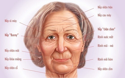 Các nếp nhăn trên gương mặt lão hóa